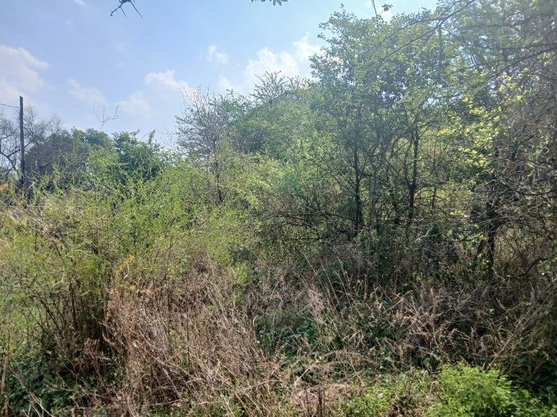 A view of a densely vegetated plot of land featuring mature trees and natural shrubbery.