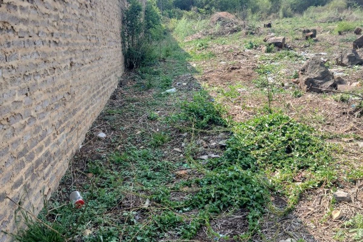 A view of the rear boundary wall on a vacant residential plot, showing significant overgrowth and debris requiring clearing.