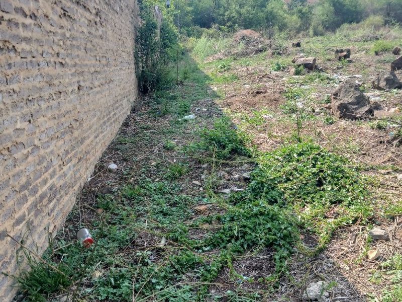 A view of the rear boundary wall on a vacant residential plot, showing significant overgrowth and debris requiring clearing.