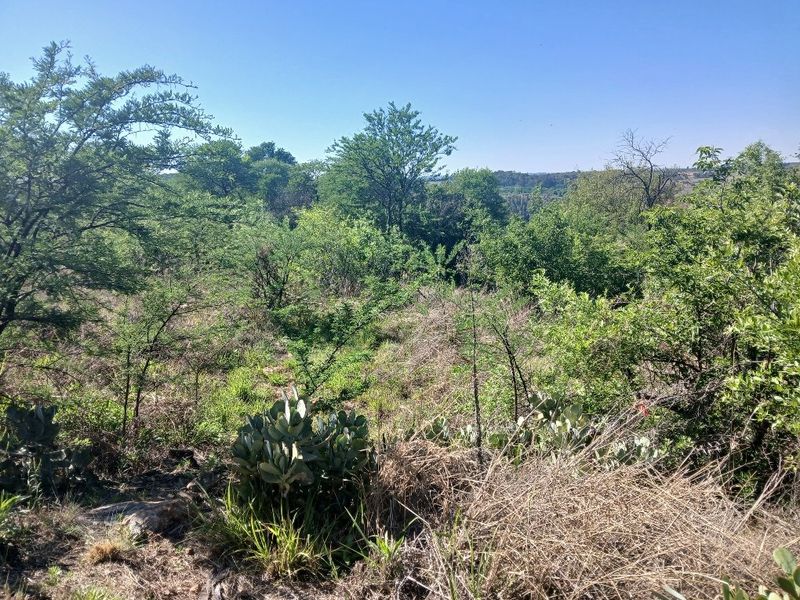A view of the natural, undeveloped landscape featuring established indigenous trees and native vegetation on the residential property.