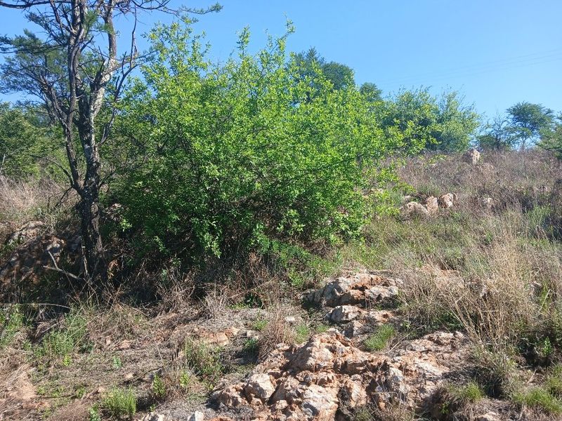A view of the natural, undeveloped residential land featuring rocky terrain, native shrubs, and mature trees under a clear sky.