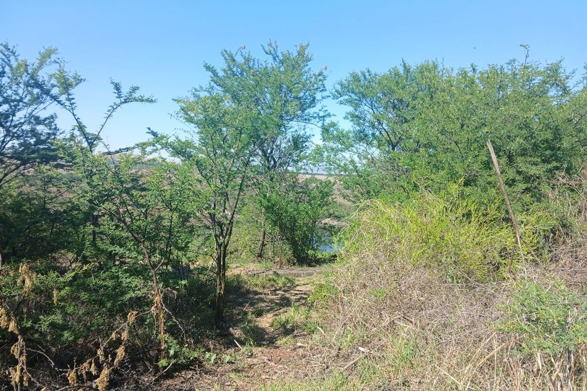 A view of the natural landscape and vegetation on the vacant residential property.