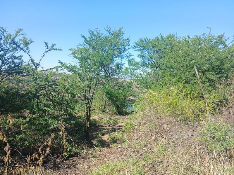 A view of the natural landscape and vegetation on the vacant residential property.