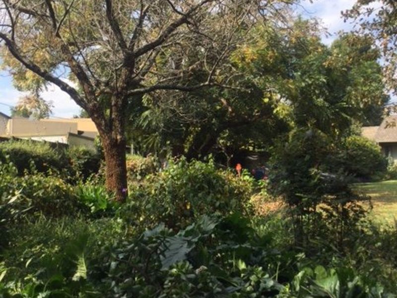 A view of a mature, established garden area featuring large trees and dense shrubbery.