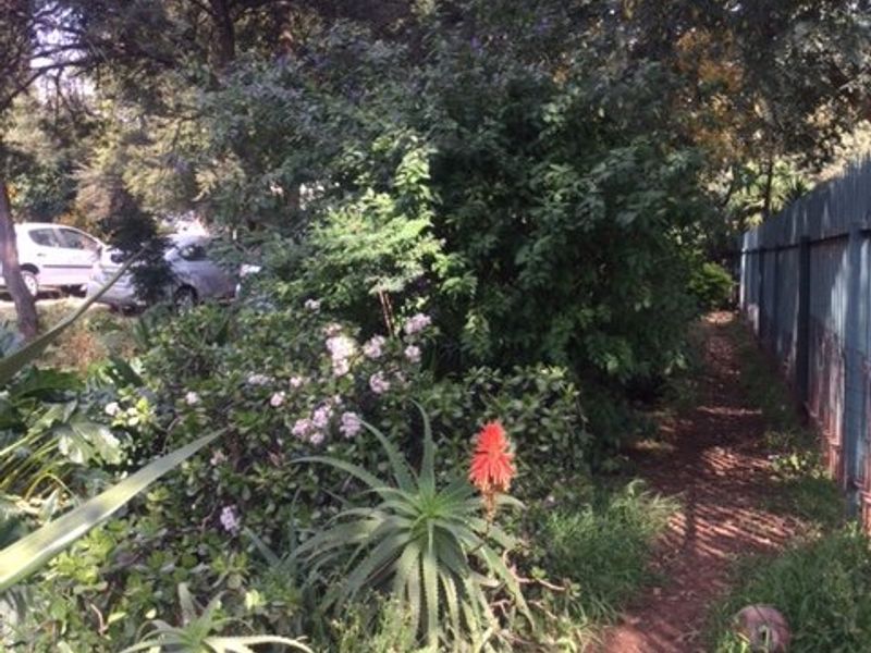 A view of a garden area featuring mature trees, overgrown shrubs, and a boundary fence along a dirt pathway.