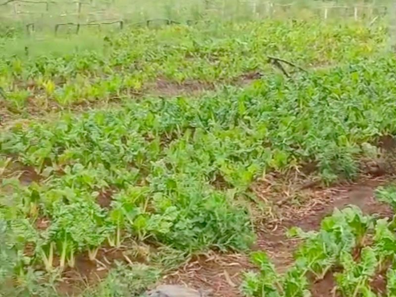 Developed land - Photo 9