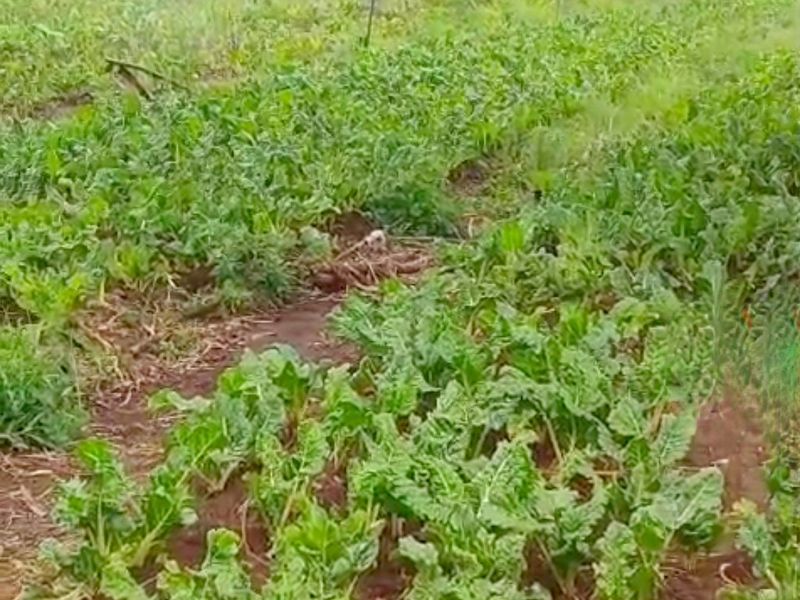 Developed land - Photo 8