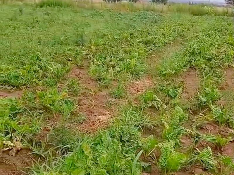 Developed land - Photo 7