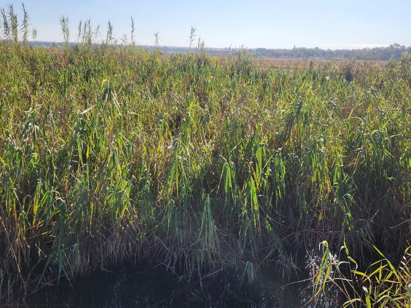 25 Hectares Irrigated Land for sale  - Photo 7