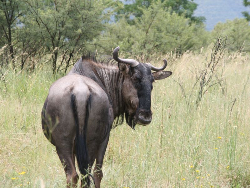 Prime 1252 m2 vacant land in La Camargue Estate - Photo 4