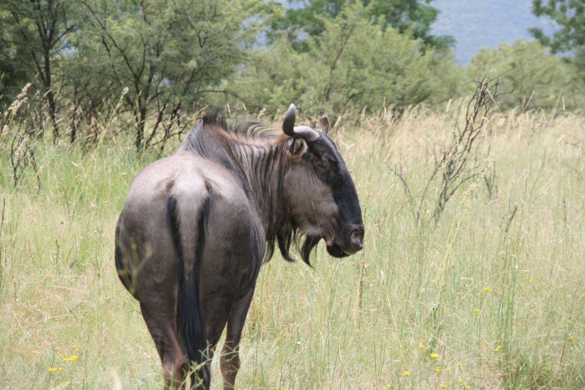 Prime 1252 m2 vacant land in La Camargue Estate - Photo 5