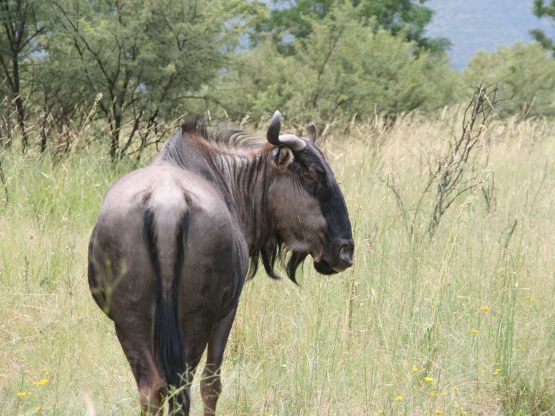 Prime 1252 m2 vacant land in La Camargue Estate - Photo 5
