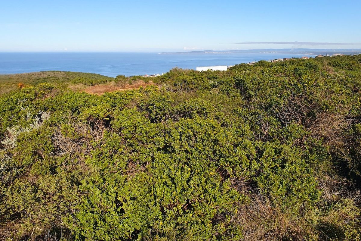 A scenic view overlooking natural coastal vegetation with an expansive ocean horizon in the background.