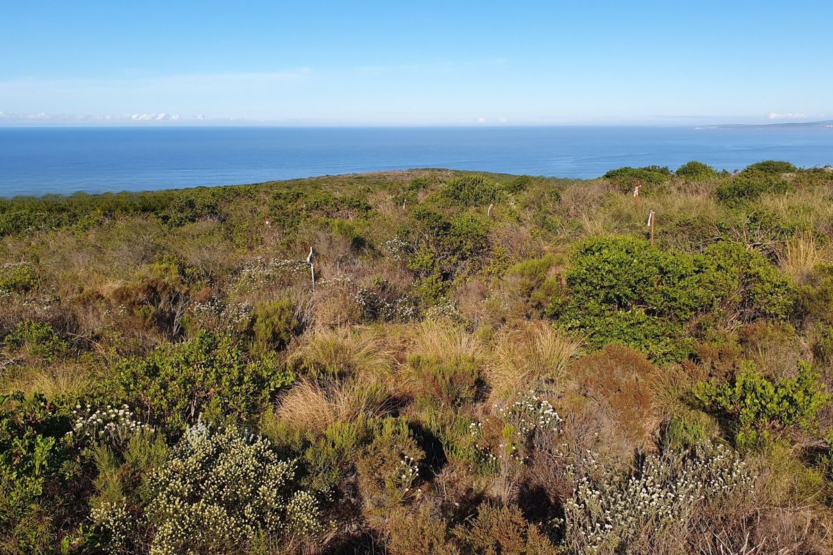 A scenic view of the coastal landscape featuring native vegetation and an expansive ocean horizon.