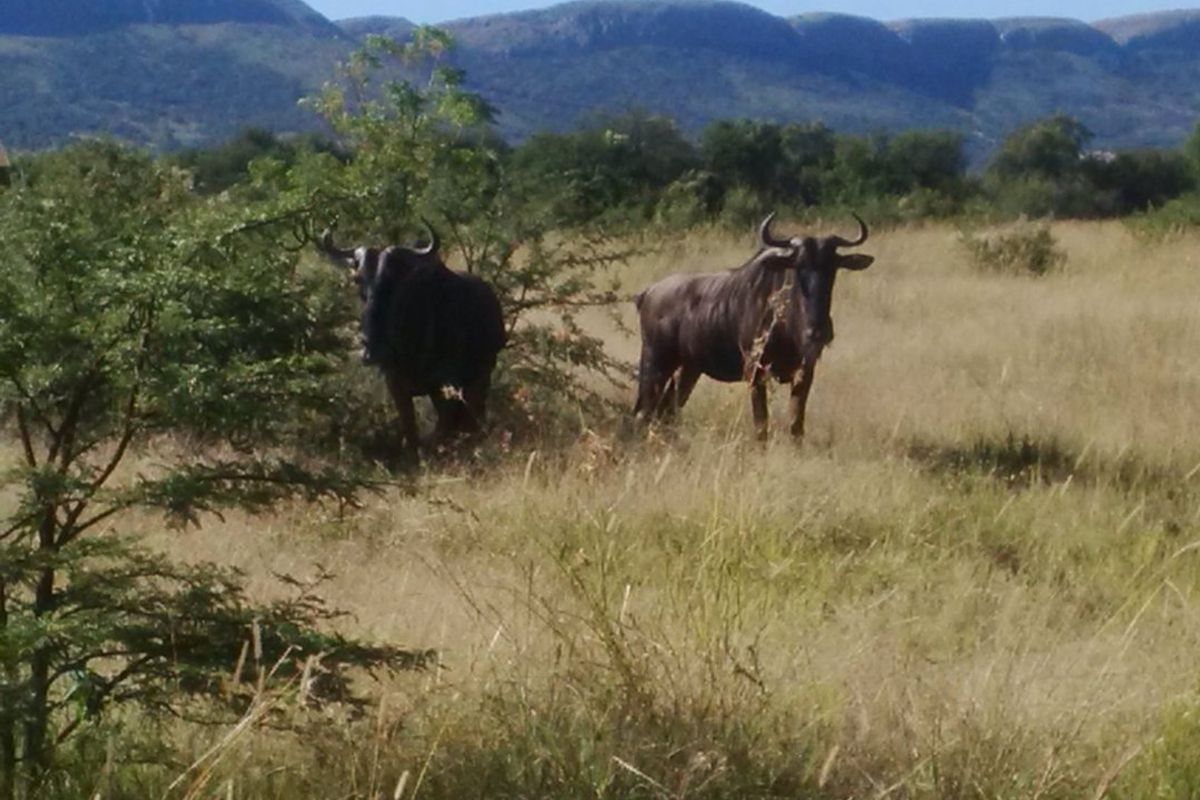 A scenic view of open grassland and distant mountains, featuring local wildlife in a natural landscape setting.