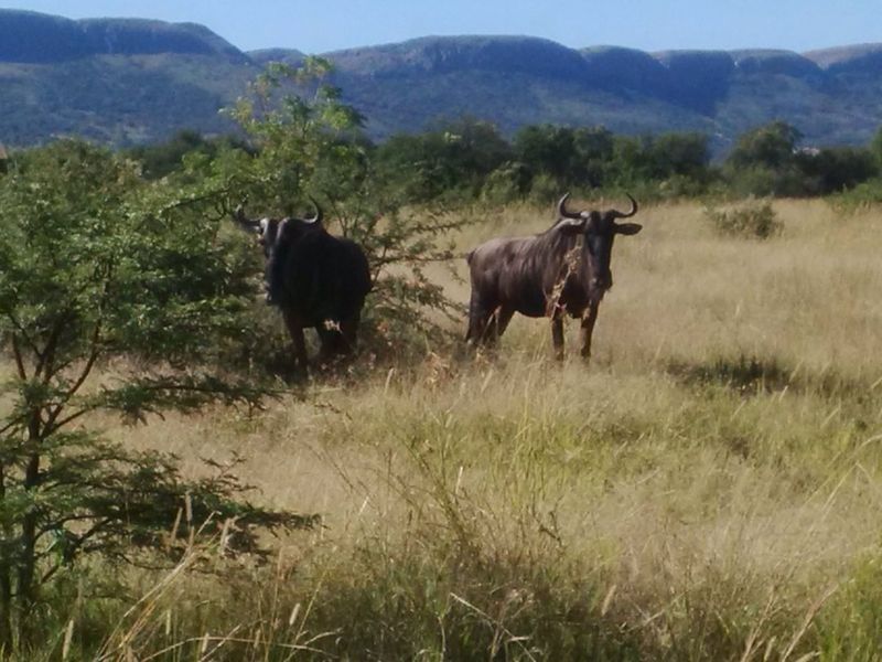A scenic view of open grassland and distant mountains, featuring local wildlife in a natural landscape setting.