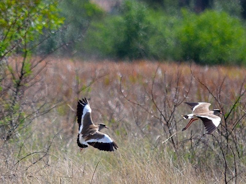 A photograph of birds in flight over a natural field, which does not provide information about the property's real estate assets.