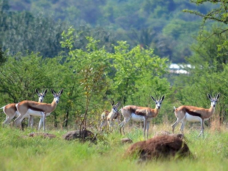 A scenic view of natural bushveld landscape featuring indigenous vegetation and wildlife, highlighting the property's tranquil and natural surroundings.