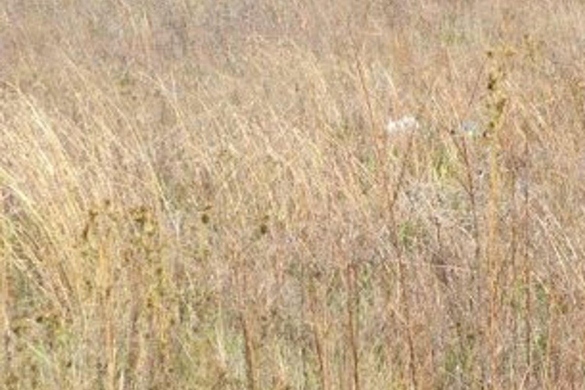 Vacant Land in Stilfontein - Photo 2