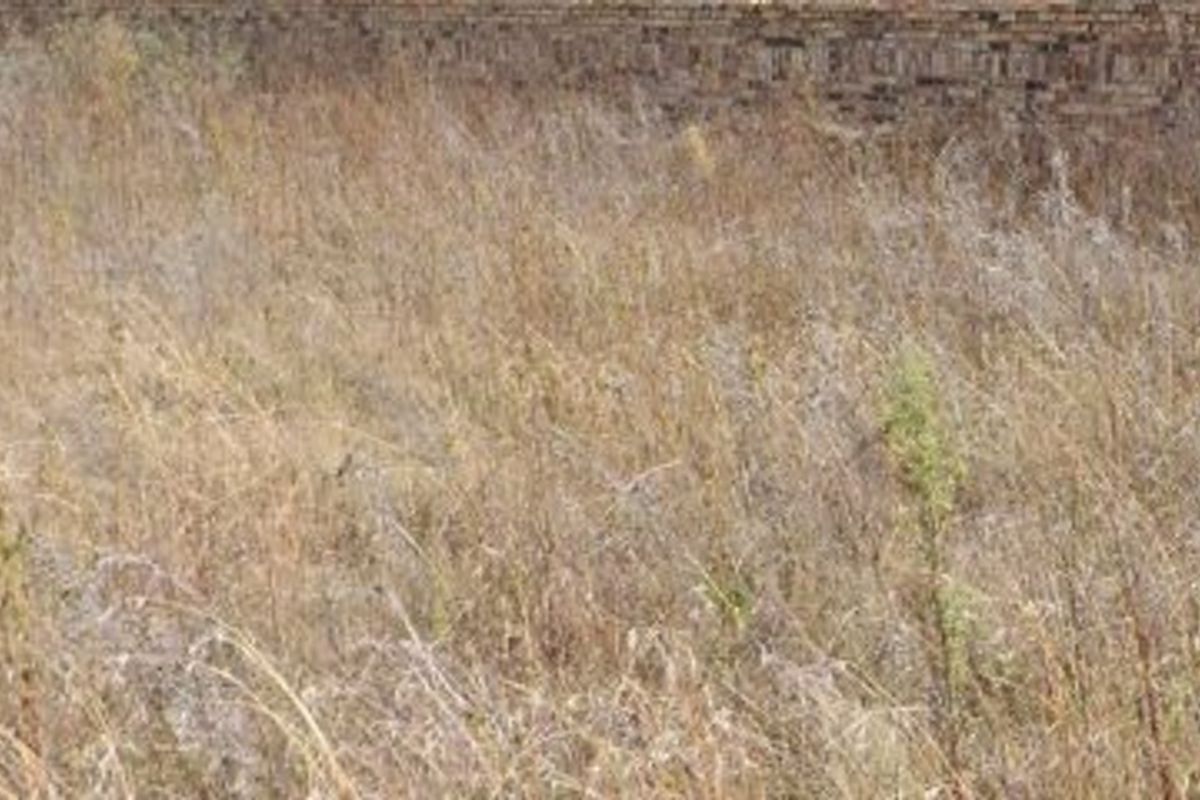 A view of a vacant residential plot featuring overgrown grass and a brick boundary wall.