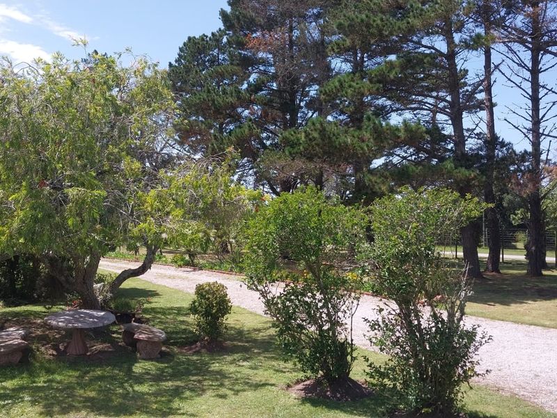 A spacious garden area featuring a gravel driveway, mature trees, and well-maintained lawn, providing a peaceful outdoor setting.