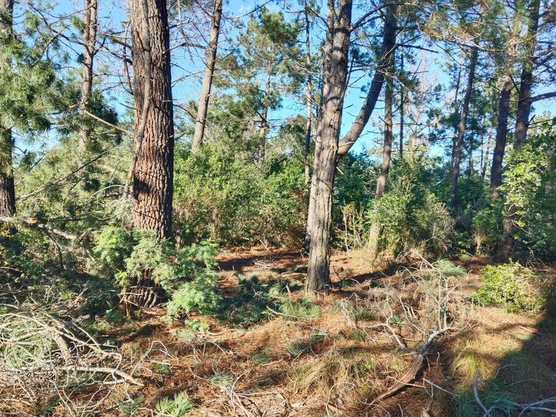 Golden Opportunity - unique property - Photo 5