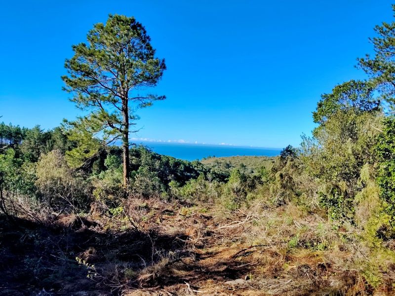 Golden Opportunity - unique property - Photo 1