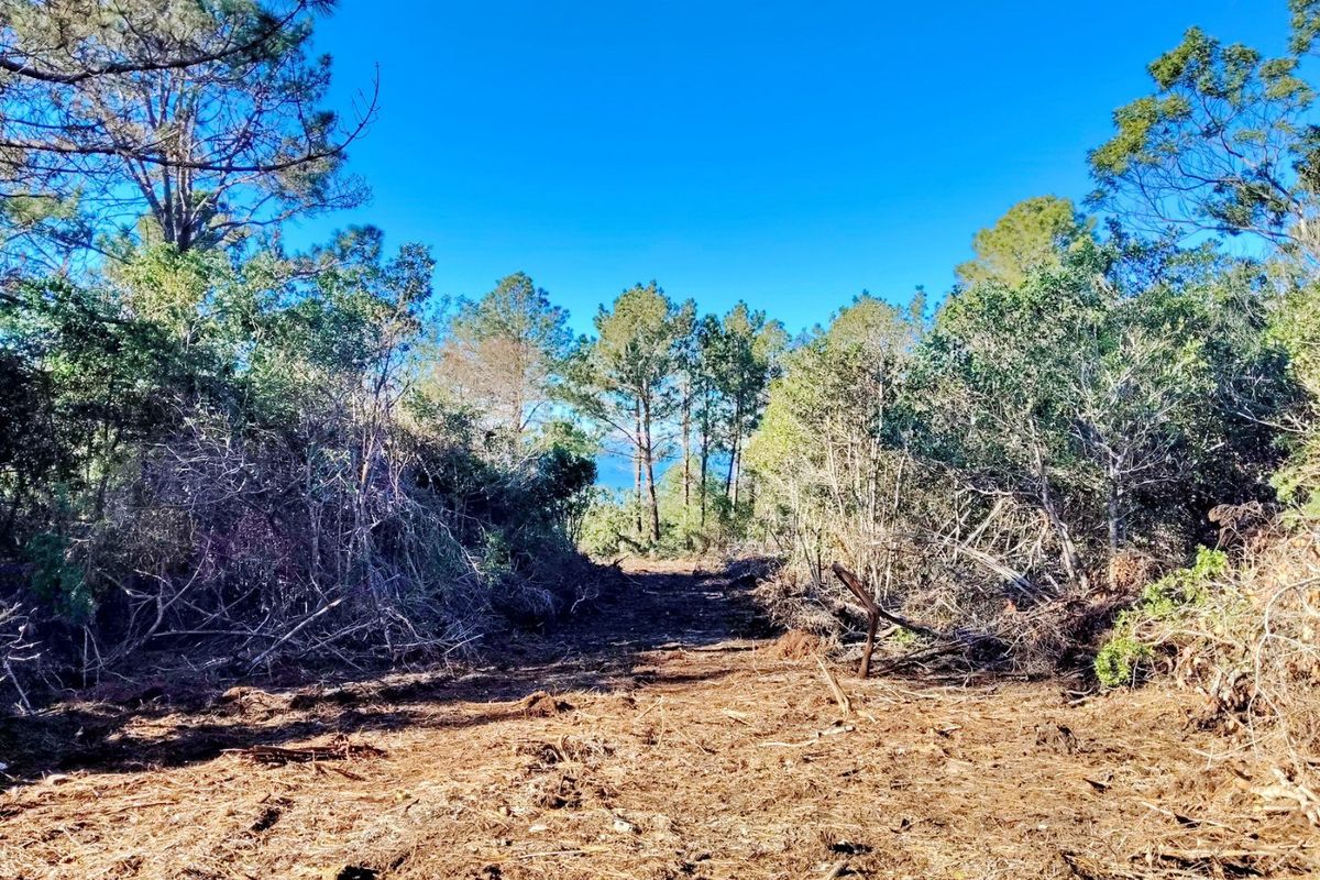 A view of a cleared plot of land on the farm, surrounded by mature trees and natural vegetation.
