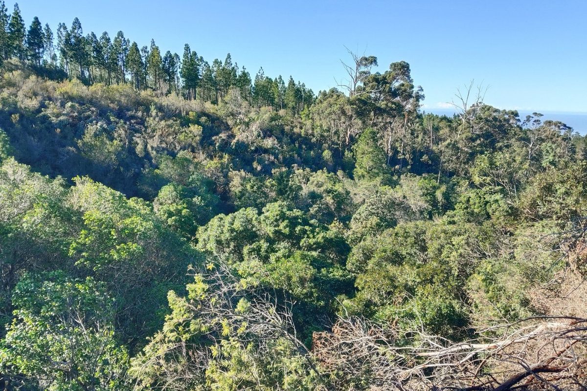 A scenic view overlooking a lush, dense forest landscape with a backdrop of pine trees under a clear blue sky.