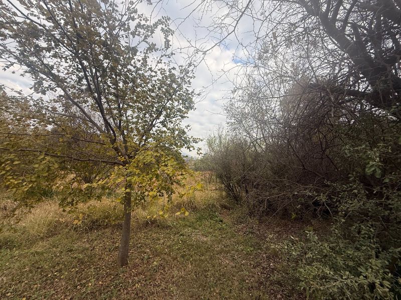 A view of the vacant residential land featuring mature trees and natural wild vegetation.