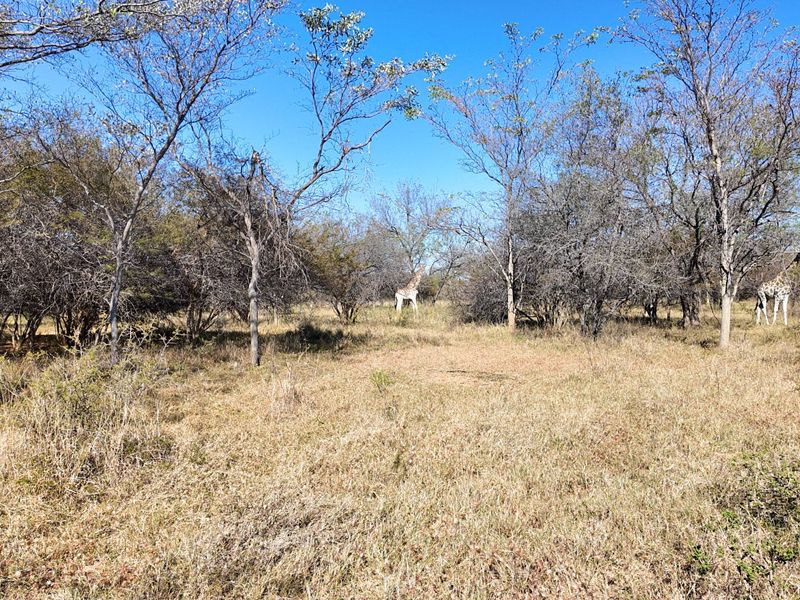 705 Hectares Vaalwater With River || 30% share || 1 title deed - Photo 9