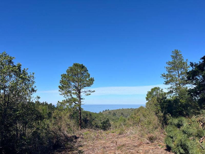 11.3ha Sea views and Indigenous Forest - Photo 5
