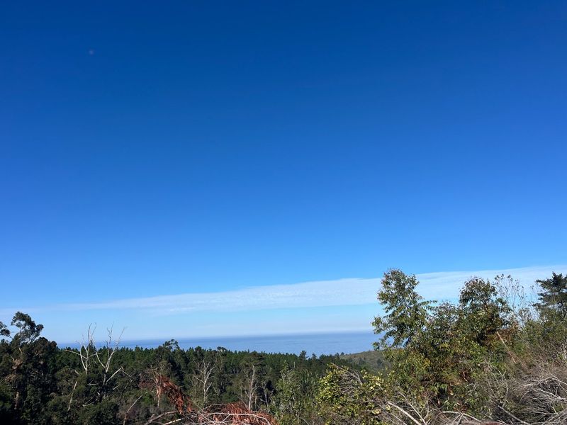 11.3ha Sea views and Indigenous Forest - Photo 7