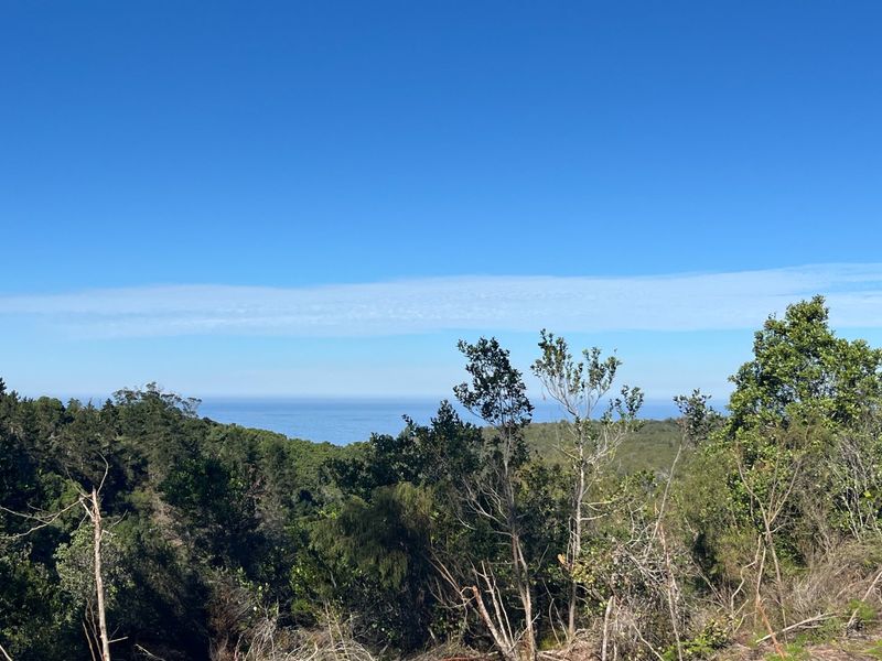 11.3ha Sea views and Indigenous Forest - Photo 6