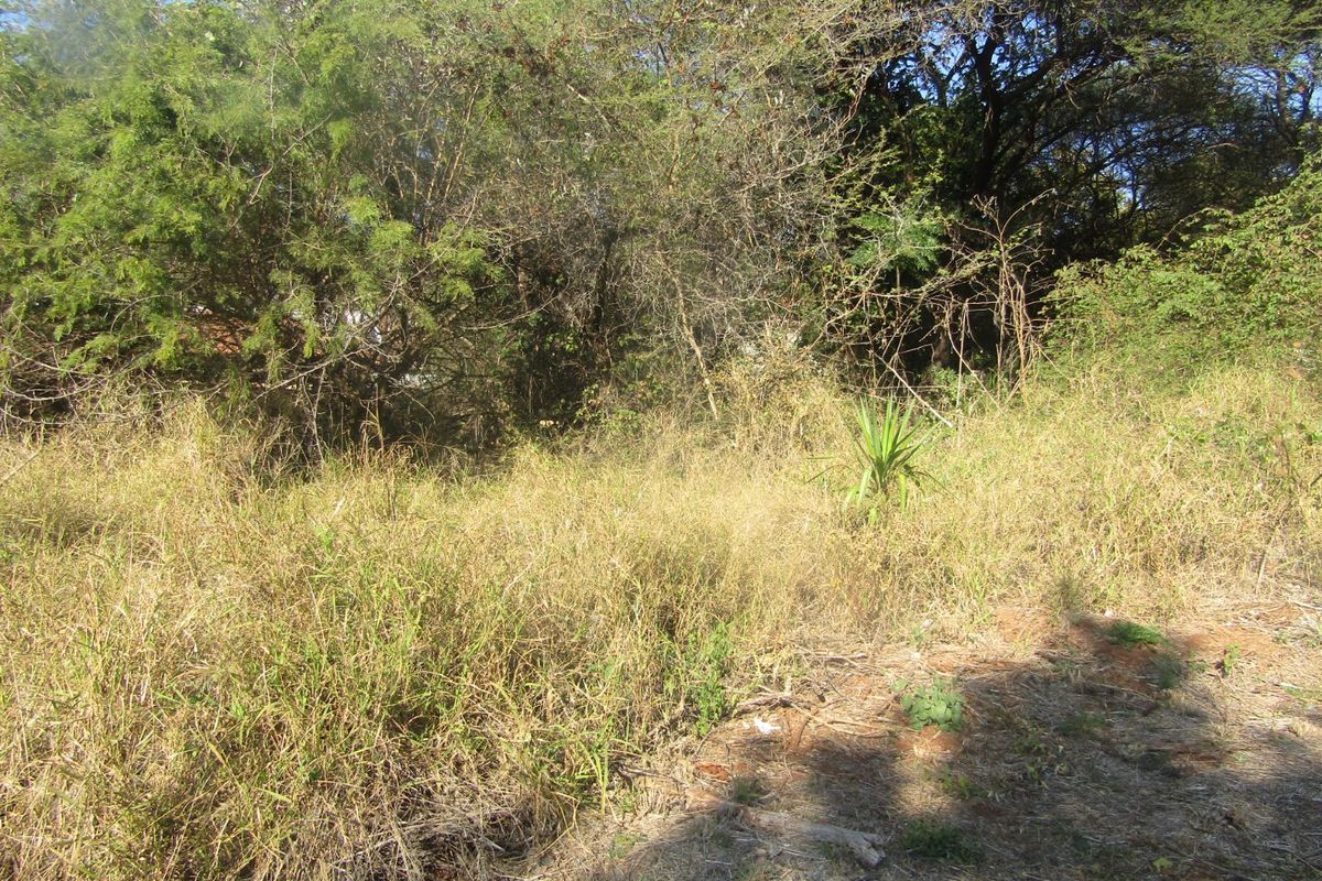 A view of an overgrown residential plot featuring dense wild vegetation and mature trees, requiring clearing for development.