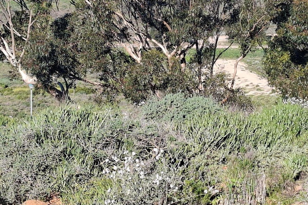 A view of the natural landscape featuring native vegetation and mature trees on the residential vacant land.