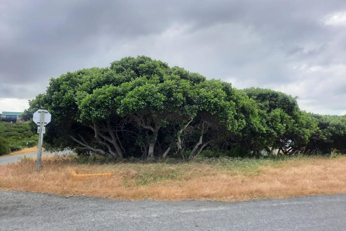 A street-level view of a vacant residential plot featuring mature trees and natural vegetation along an asphalt road.
