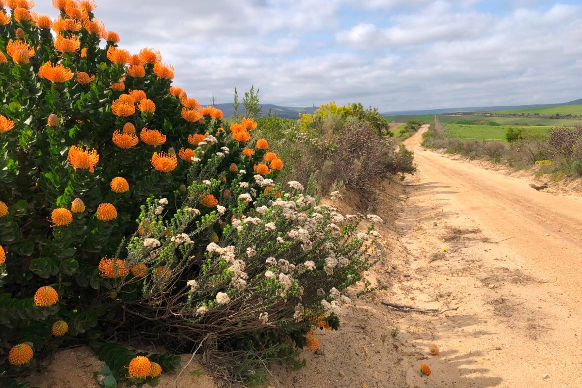 For Sale: 25ha Off-Grid Farm Gansbaai Rural - Photo 5
