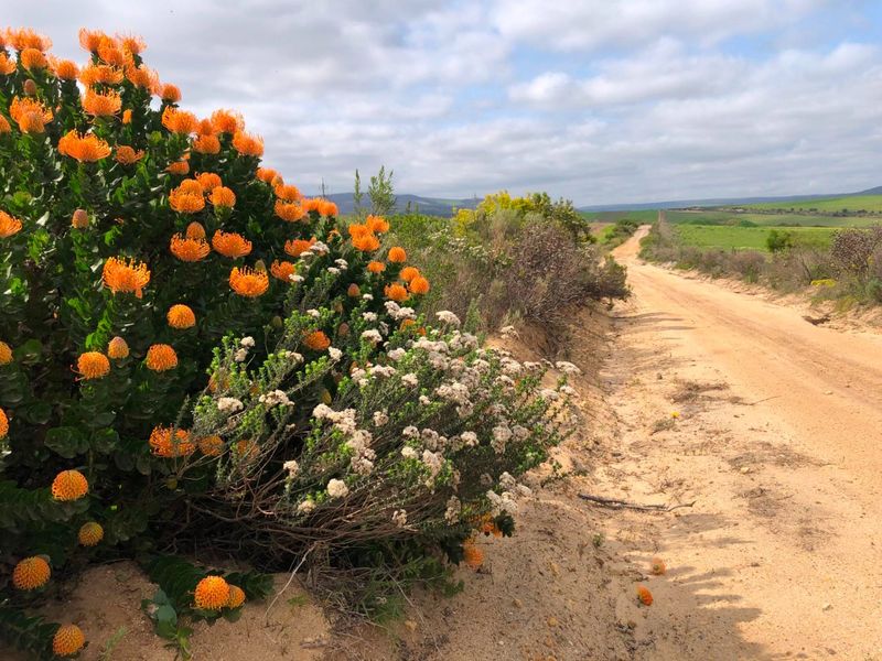 For Sale: 25ha Off-Grid Farm Gansbaai Rural - Photo 5