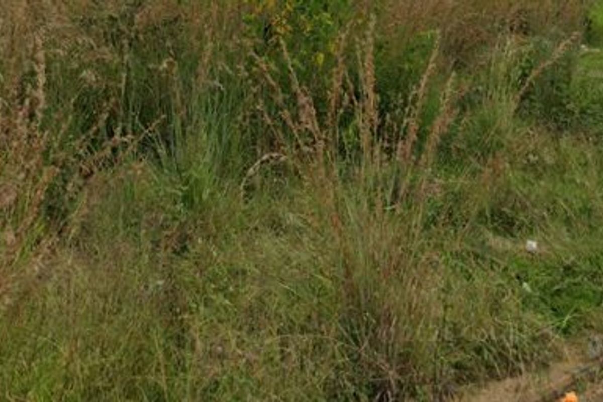 A view of the overgrown grass and vegetation on the vacant residential land plot.