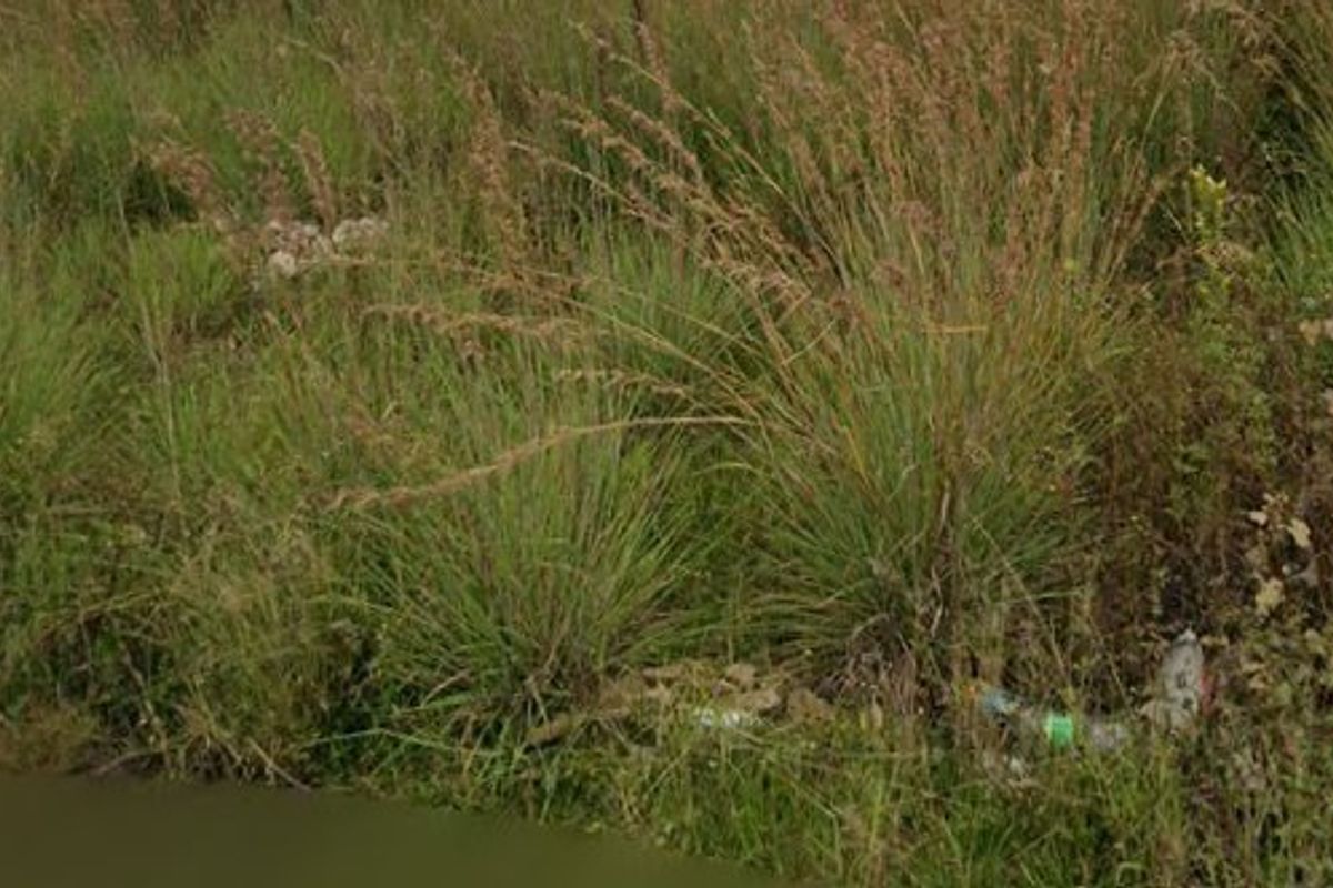 A view of an overgrown vacant residential plot covered in tall wild grasses and natural vegetation.