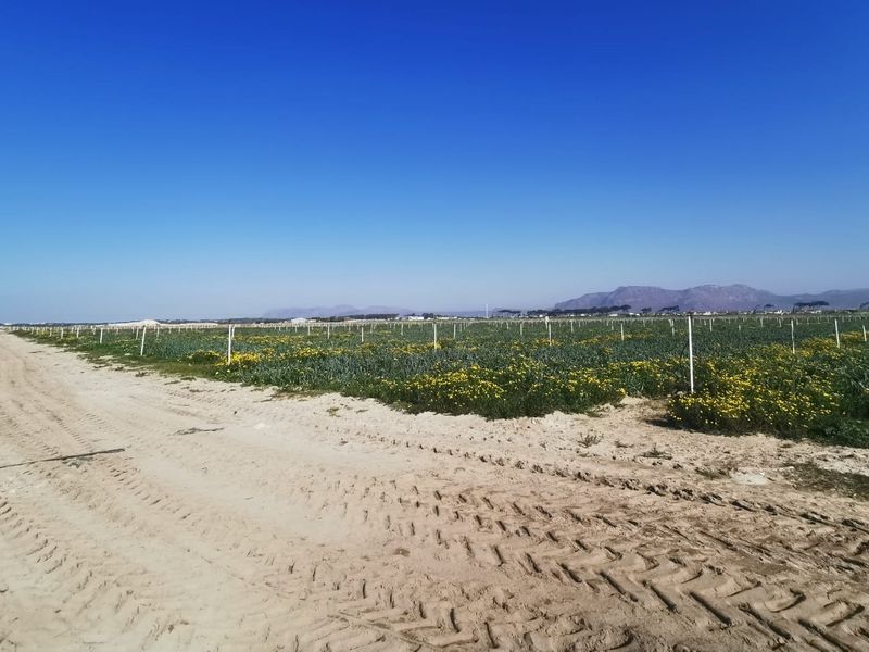 Prime 18,000sqm Agricultural Land for Sale – R1 840 000_ Position, Space & Value Combined!!! - Photo 4