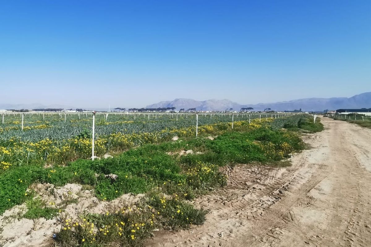 Prime 18,000sqm Agricultural Land for Sale – R1 840 000_ Position, Space & Value Combined!!! - Photo 5