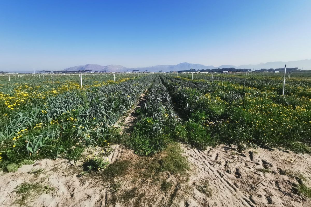 Prime 18,000sqm Agricultural Land for Sale – R1 840 000_ Position, Space & Value Combined!!! - Photo 3