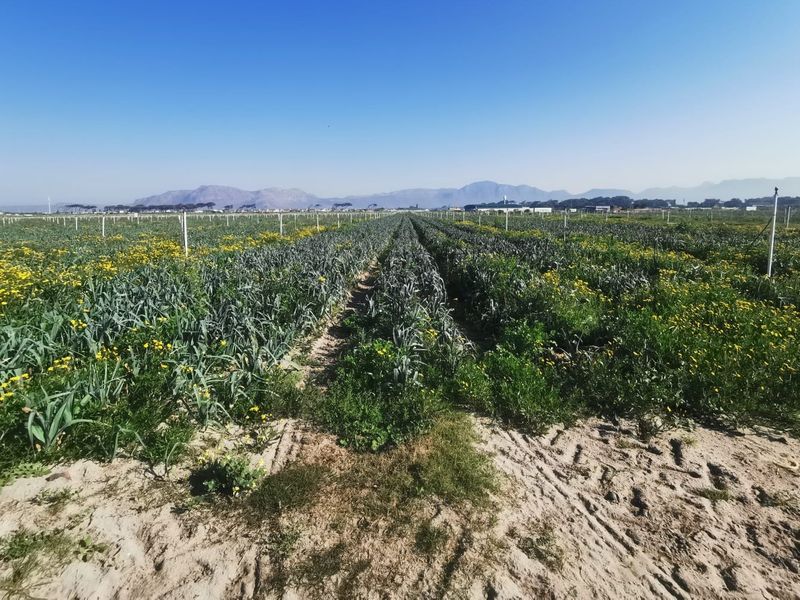 Prime 18,000sqm Agricultural Land for Sale – R1 840 000_ Position, Space & Value Combined!!! - Photo 3