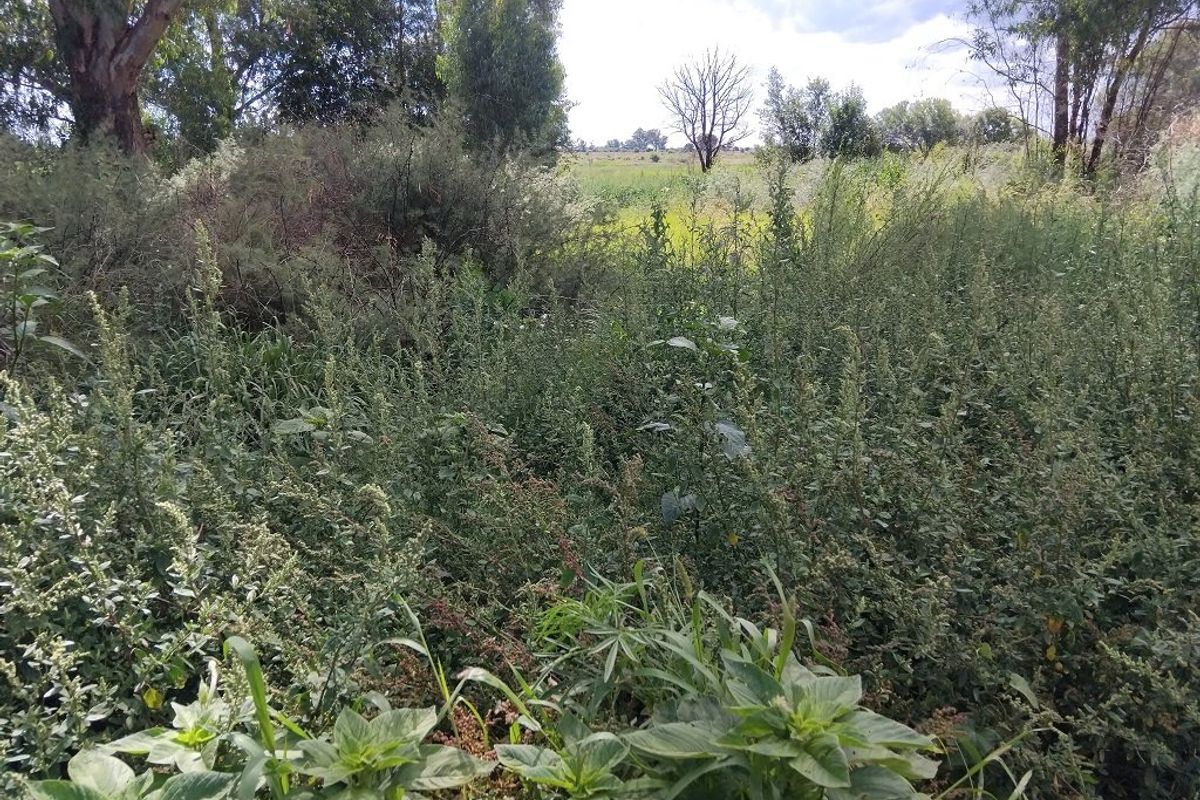 A view of an overgrown vacant residential plot featuring dense wild vegetation and mature trees.
