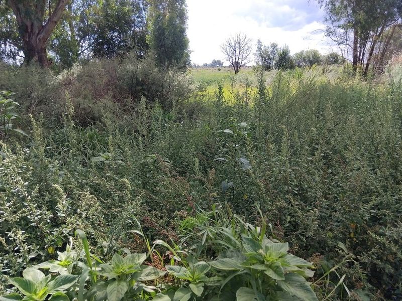 A view of an overgrown vacant residential plot featuring dense wild vegetation and mature trees.