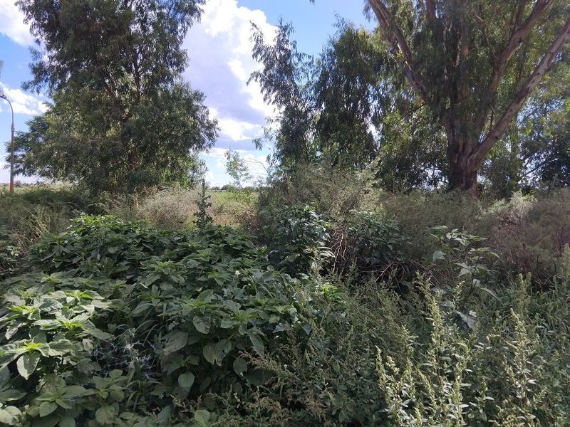 A view of a vacant residential plot featuring mature trees and dense natural vegetation.