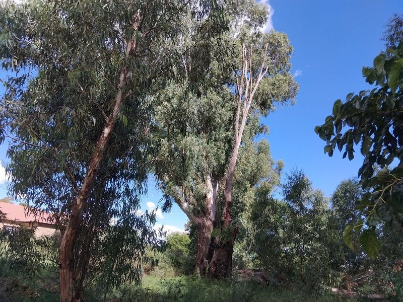 A view of the vacant residential land featuring mature trees and natural vegetation.