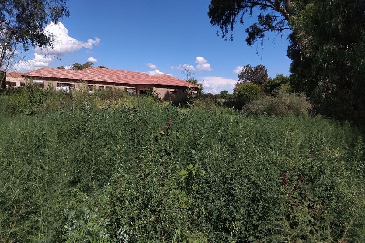 A view of the rear elevation of a residential property, partially obscured by dense, overgrown vegetation on the plot.
